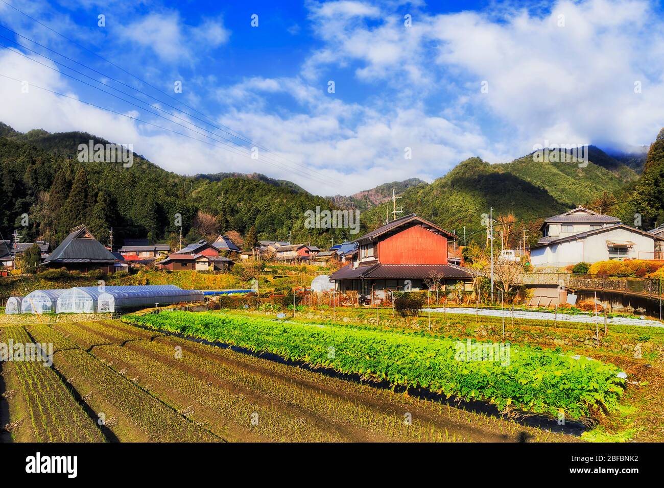Gemüse, das auf einer abgelegenen landwirtschaftlichen Farm in einem kleinen Dorf in Ohara in der Nähe von Kyoto, Japan, angebaut wird. Stockfoto