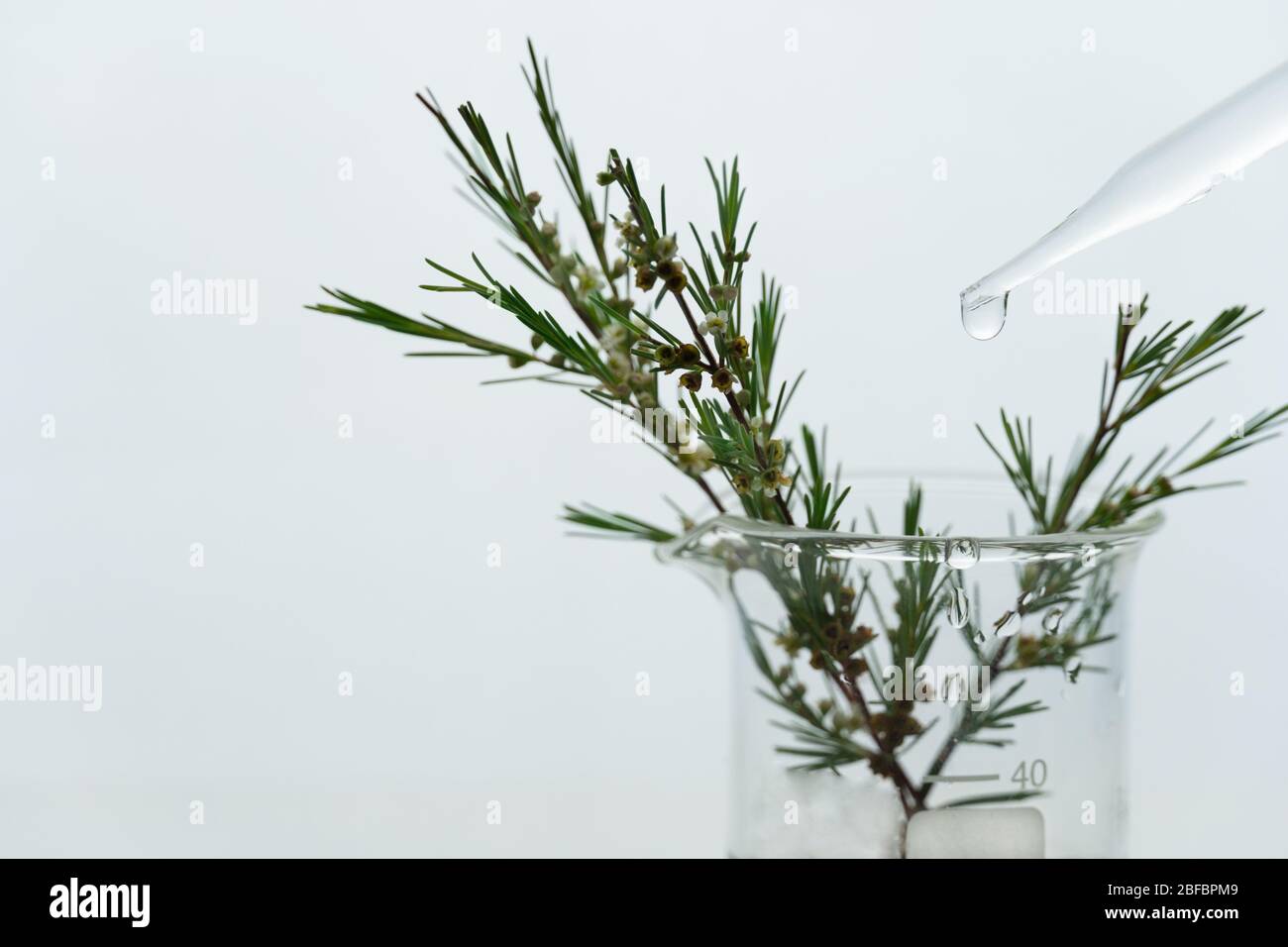 Grüne Pflanze mit weißer kleiner Blume in Wissenschaft Becher mit Wassertropfen aus Glas Tropf in medizinisch-kosmetischen Forschungslabor Stockfoto
