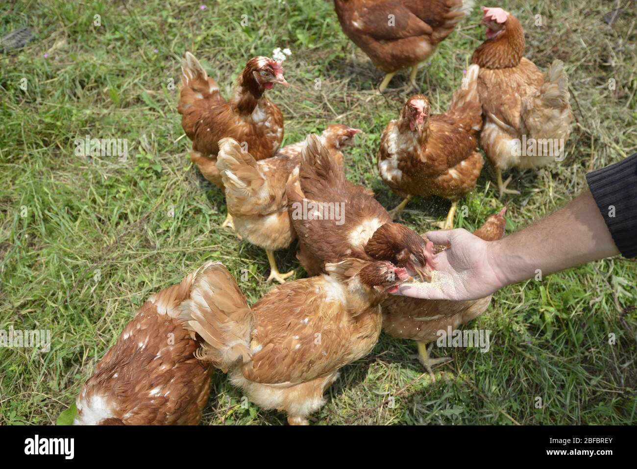 Natürliche Hühnerfarm und natürliche Gemüseproduktion. Stockfoto