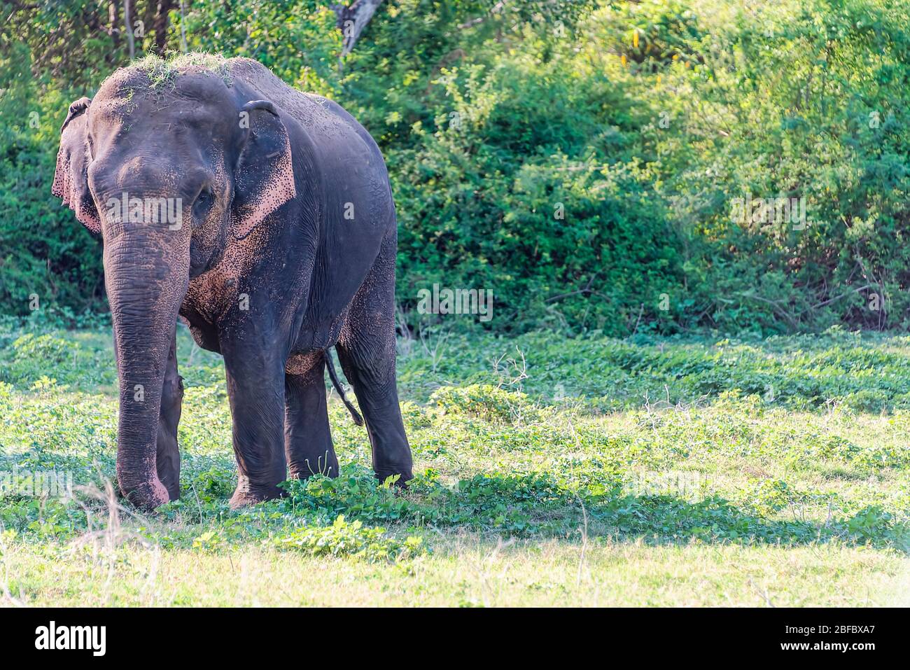 Kandula, Sri Lanka: Jugendlicher männlicher Elefant, der in einem Naturschutzgebiet spazieren geht Stockfoto