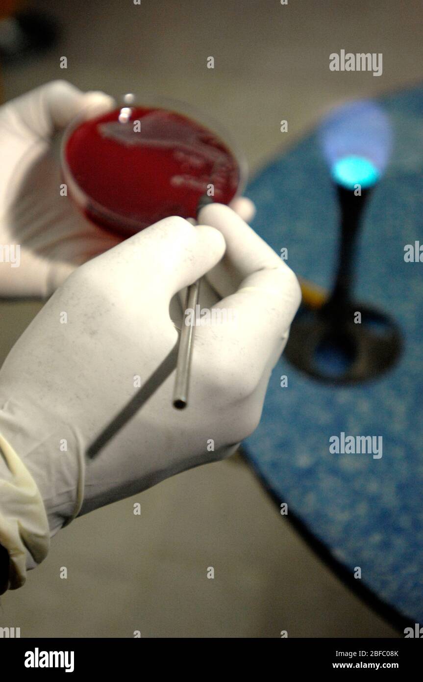 Ein Techniker überträgt eine kleine Blutprobe auf eine Agar-Platte. Stockfoto