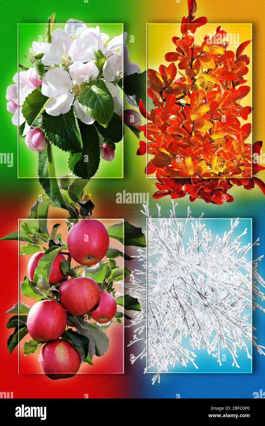 Collage aus vier Bilder für jede Jahreszeit: Frühling, Sommer, Herbst und Winter. Stockfoto