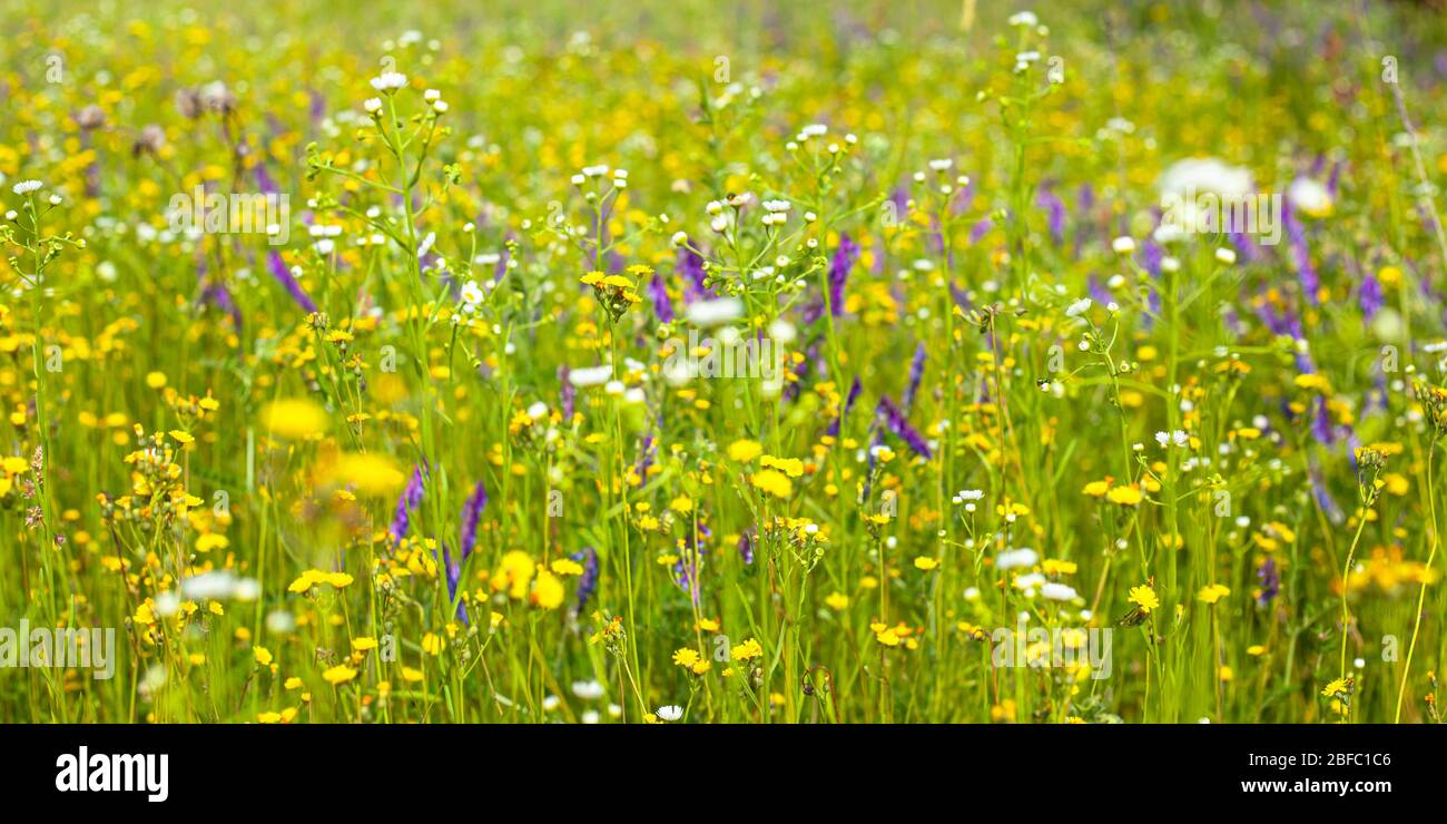 Schönes Feld von Wildblumen, Heilung von natürlichen Kräutern im Hintergrund. Stockfoto