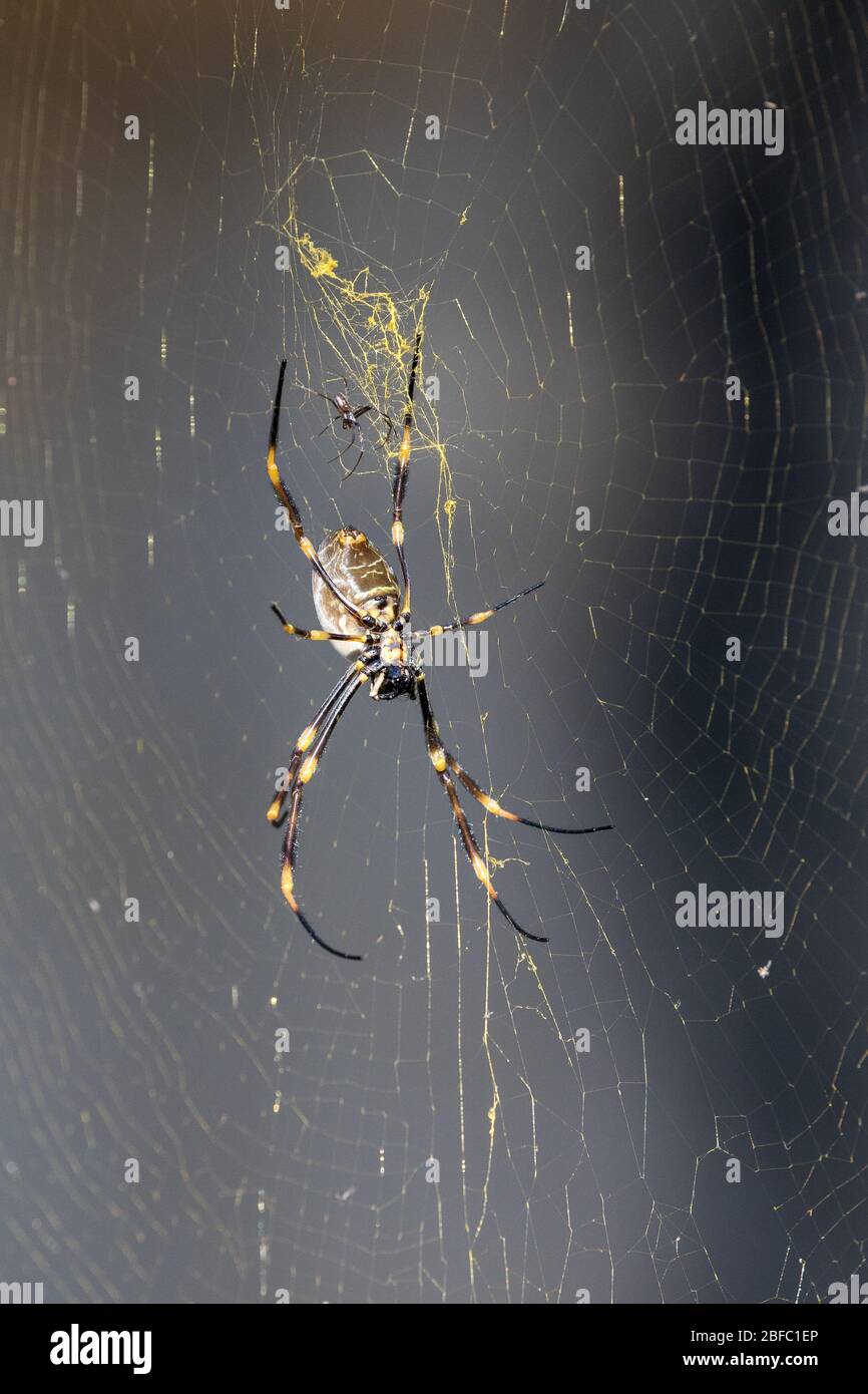 Männliche und weibliche goldene Kugel Spinne im Netz Stockfoto