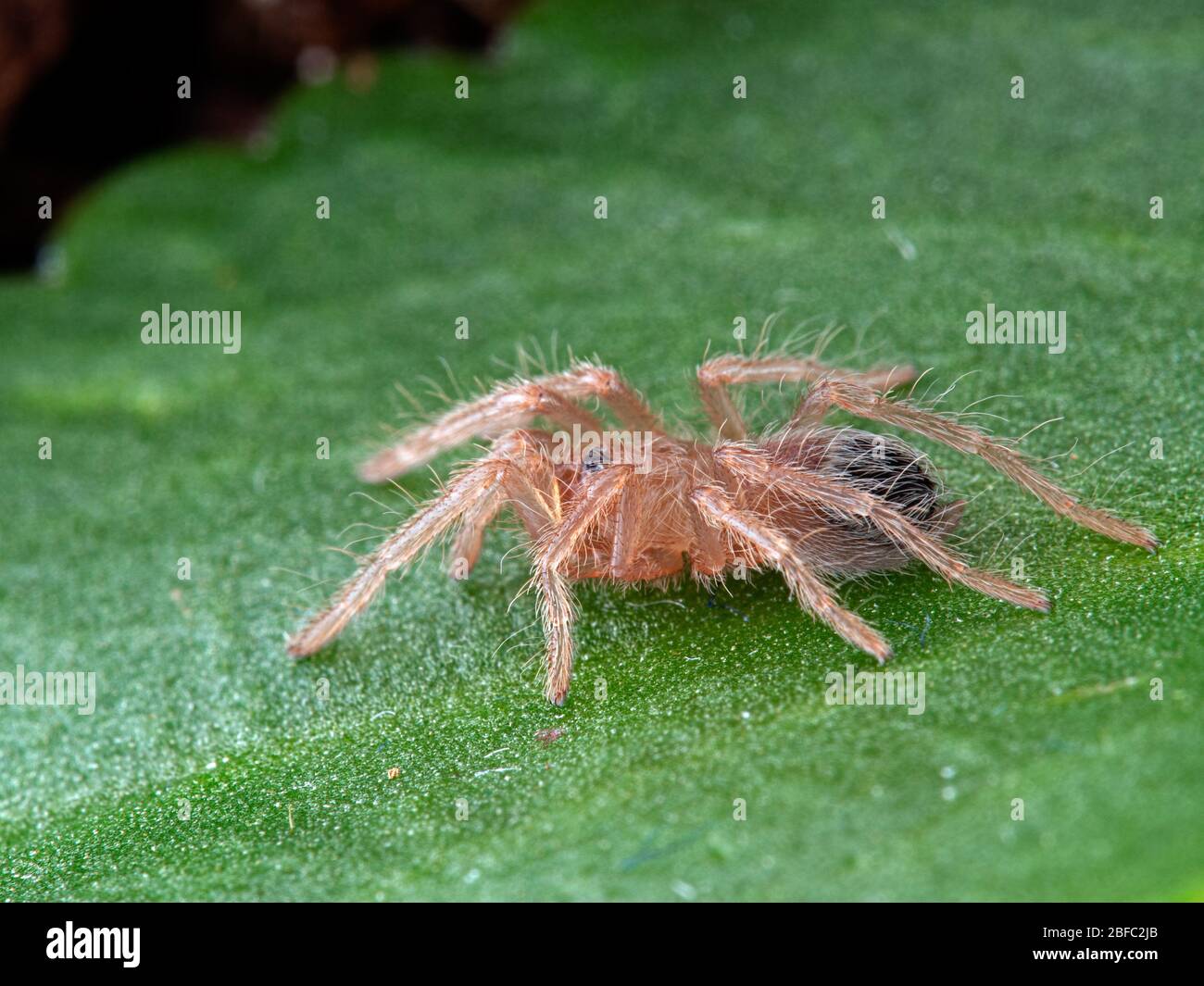 Sehr winziger junger brasilianischer Lachs rosa Vogelfressende Tarantul (Lasiodora parahybana), auf einem Blatt, Seitenansicht. Diese Art aus dem Nordosten Brasiliens ist Stockfoto