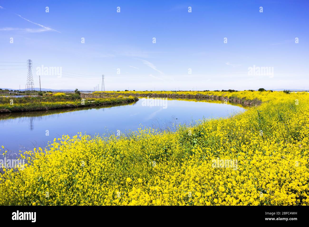 Wilder Senf blüht an den Ufern eines Baches in der South San Francisco Bay Area, Kalifornien Stockfoto