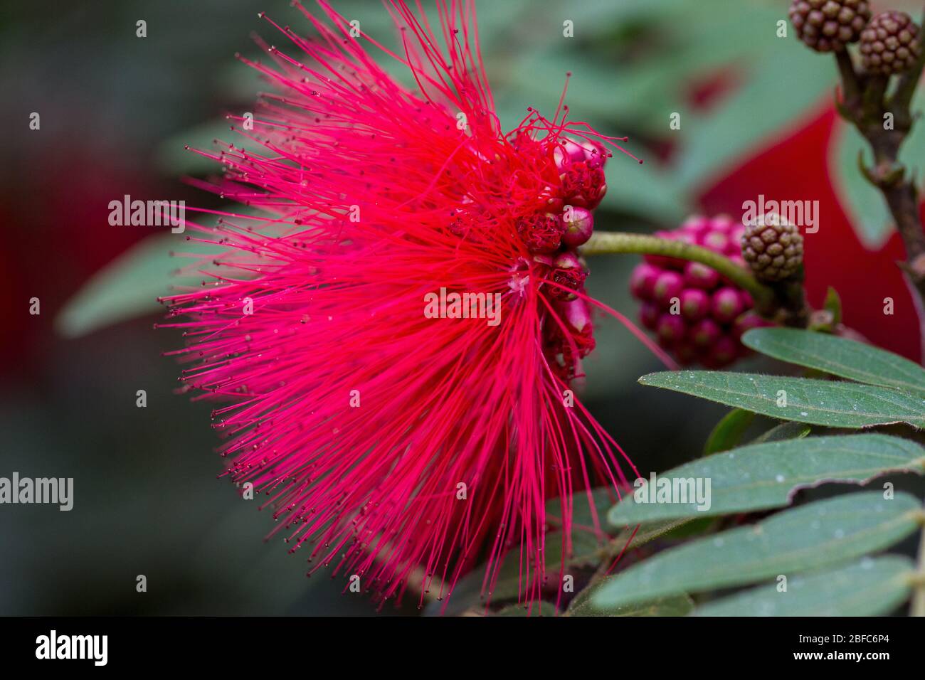 Rote zerbrechliche exotische Blume Nahaufnahme Stockfoto