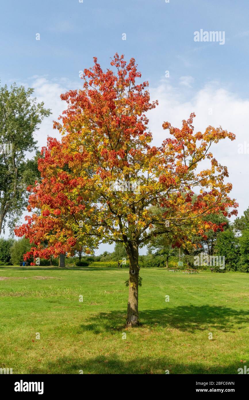 Frühherbst auf Toronto Island Stockfoto