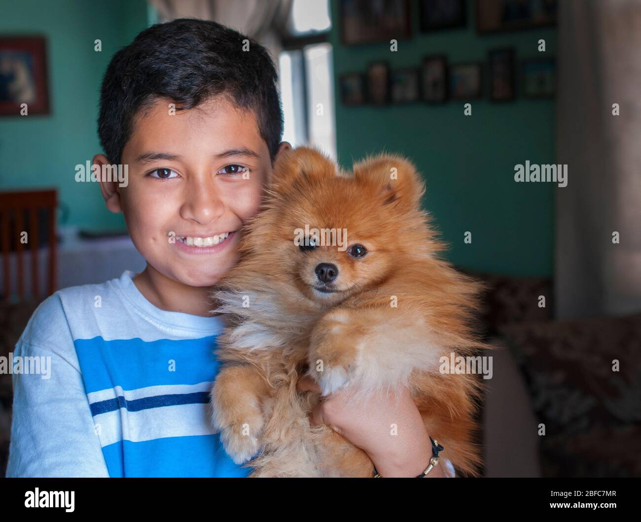 Kleines lateinamerikanisches mexikanisches Kind, das seinen pommerschen Hund hält und beide auf die Kamera schauen, um ein Porträt in einem Haus zu erhalten, mexikanische hispanische Hauskonzepte, Stockfoto