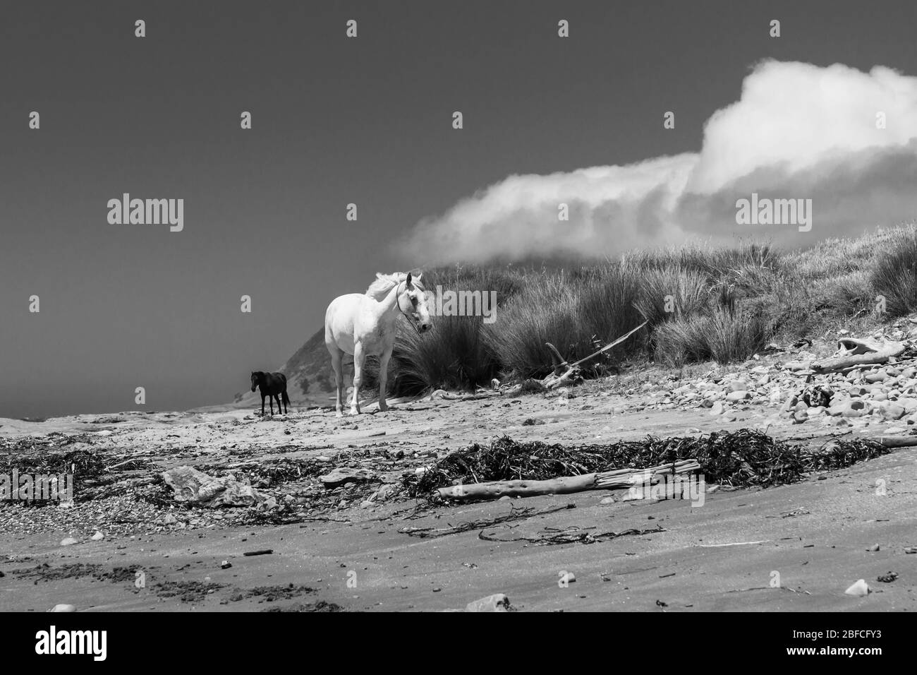 Weiße und schwarze Pferde, die am einsamen Strand in Monochrom herumlaufen. Stockfoto