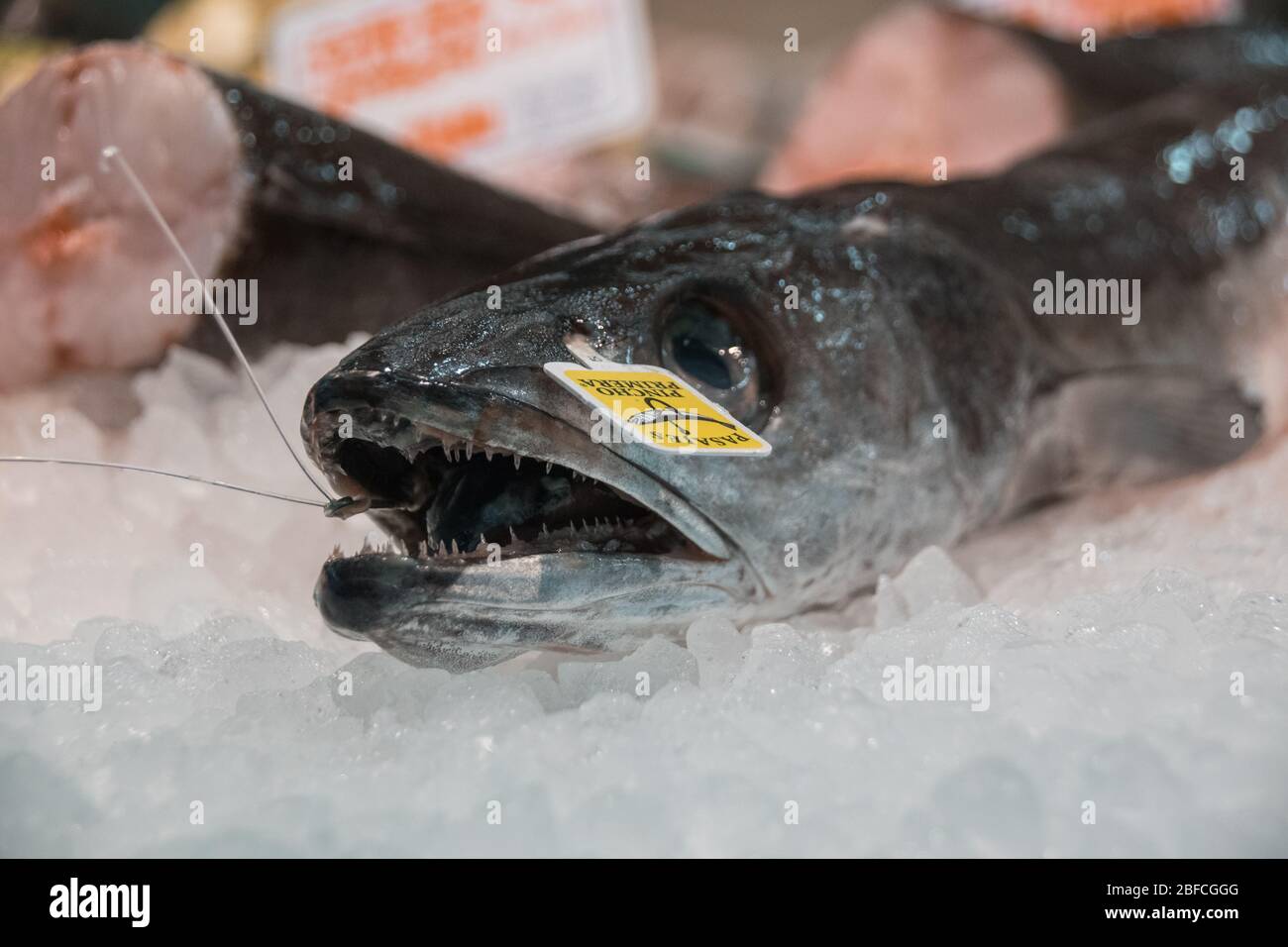 Ein Fisch auf dem Eis in einem Fischmarkt in Valencia, Spanien (Mercado de Colon) Stockfoto