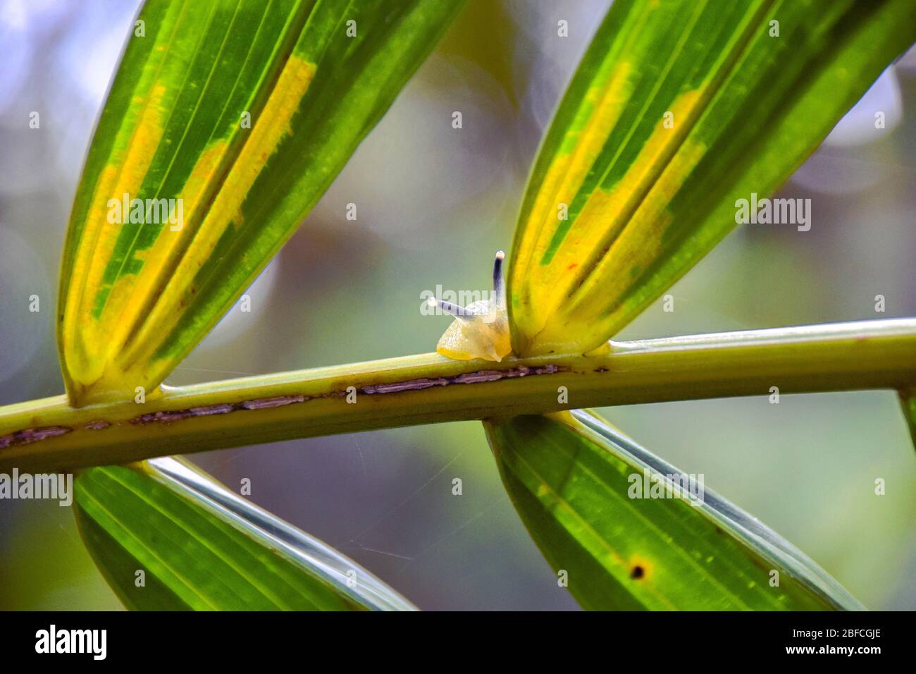 Ein gelber Schnecken mit lila Antennen auf einem Blatt im El Yunque Nationalpark, Puerto Rico (tropischer Regenwald) Stockfoto
