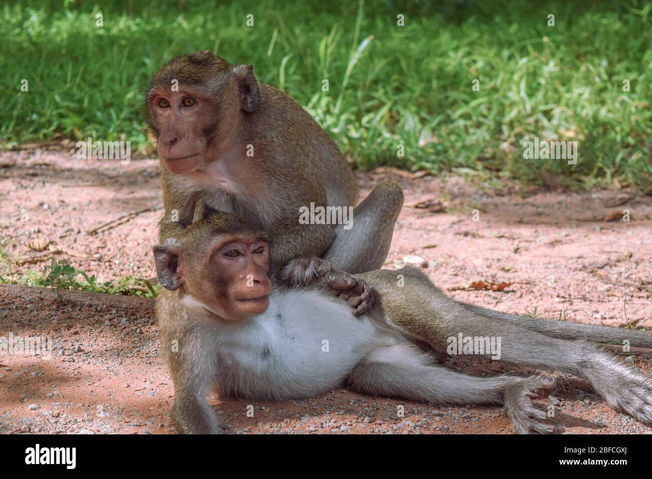 Zwei Affen in der Lounge von Angkor Wat Stockfoto