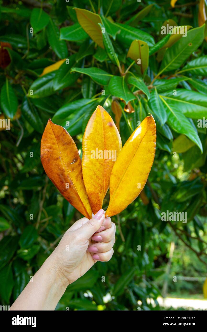 Vergilbte Magnolienblätter in einer Frauenhand. Magnolia grandiflora ist eine Art blühender Pflanze. Stockfoto