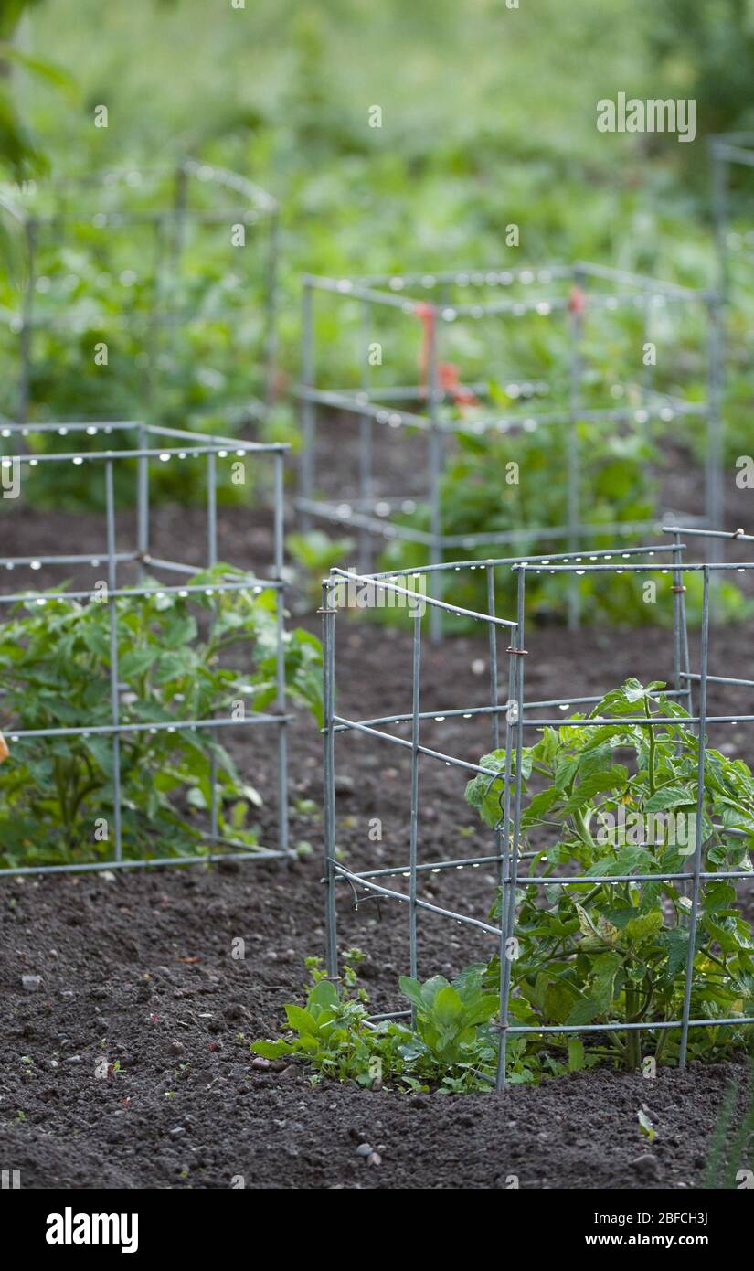 Tomatenpflanzen im Gemüsegarten nach Regen Metallkäfige unterstützen Junge  Pflanzen Sprießen im Garten nachhaltig gesund Bio-Heimgarten Boden  Stockfotografie - Alamy