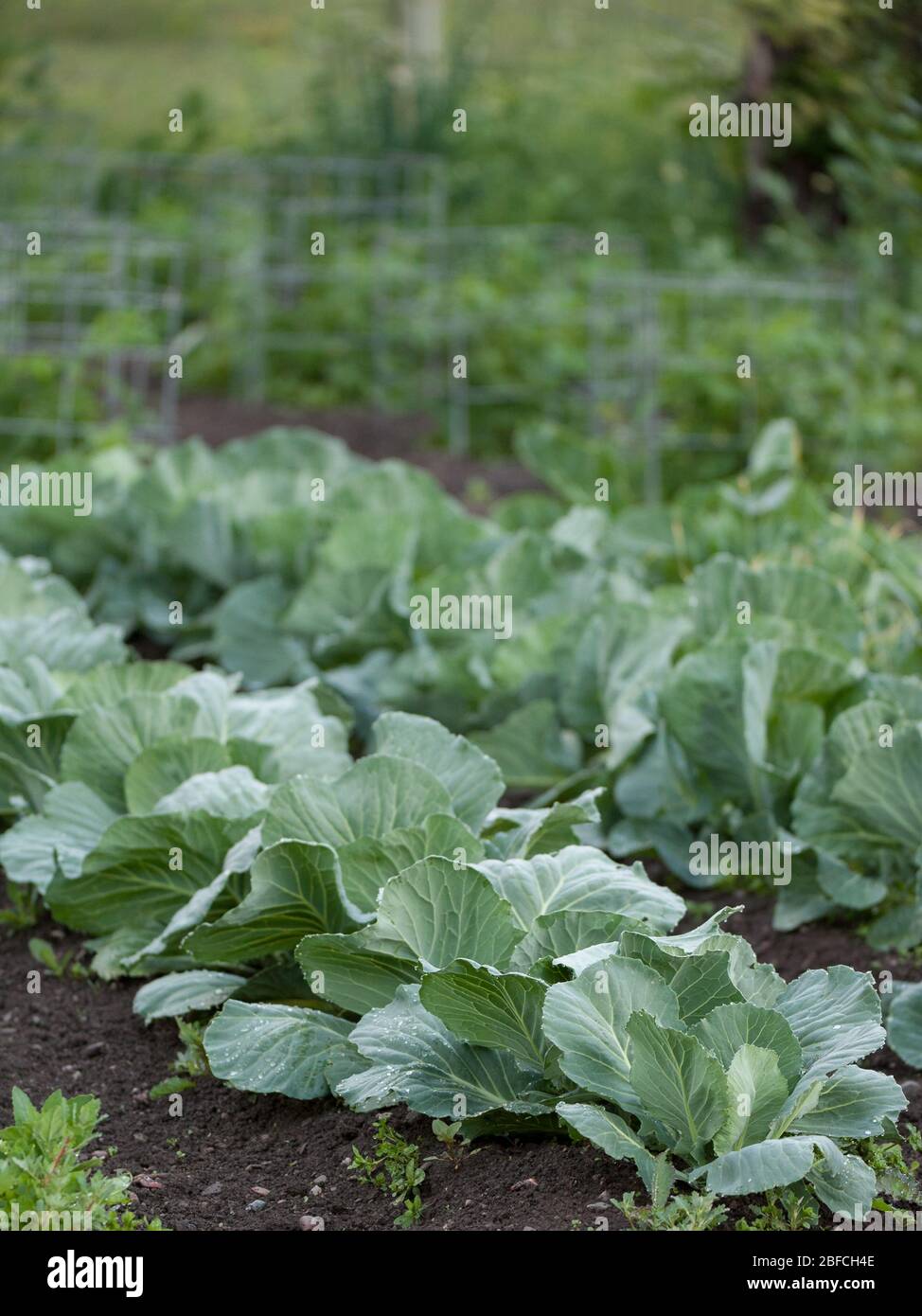 Köpfe von Kohl in Patch im Gemüsegarten auf kleinen Hobby-Bauernhof in Reihen nach einem regen gesunder Ernährung Entscheidungen Blattgemüse gepflanzt Stockfoto