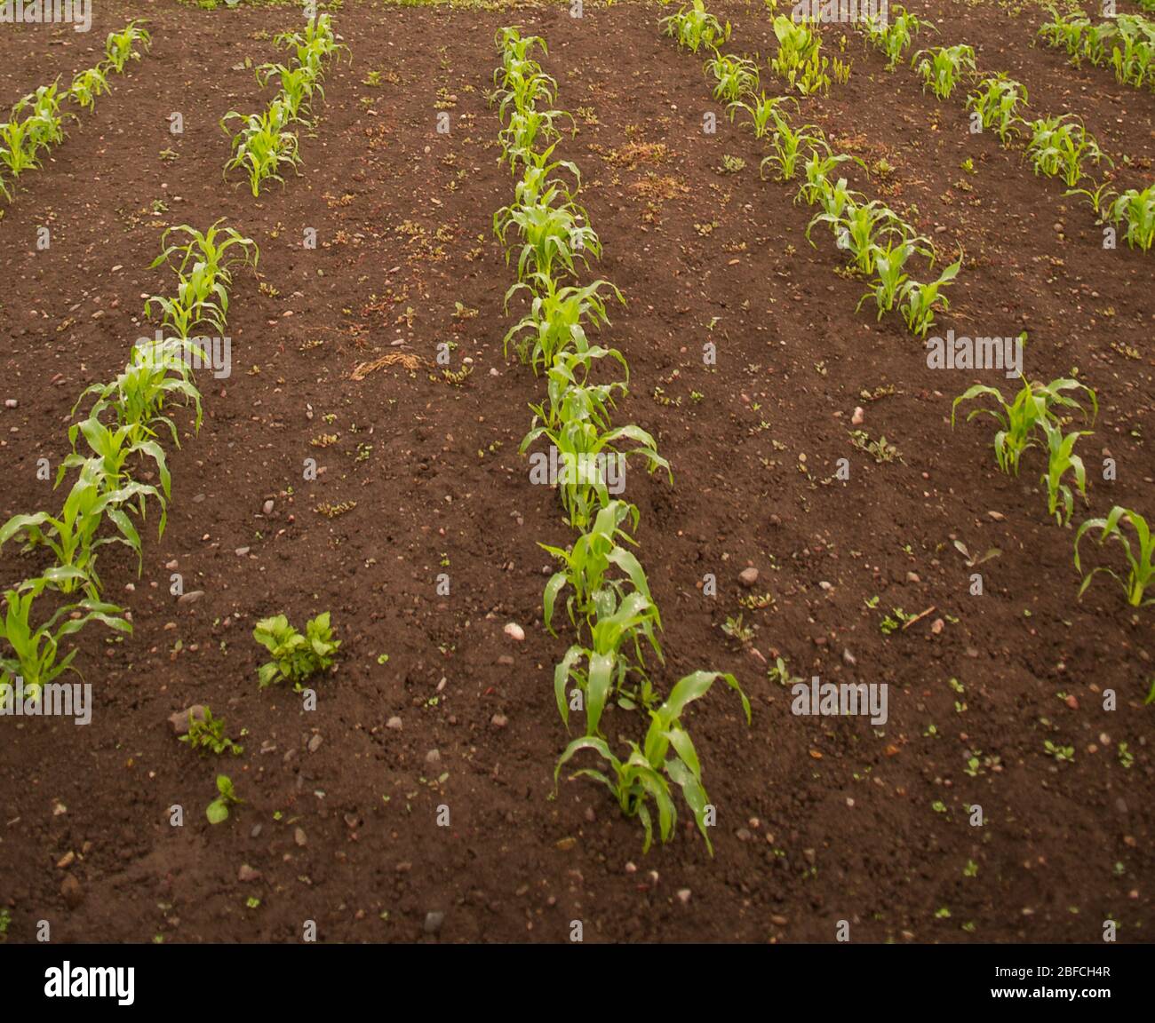 Reihen von kleinen Maisstängel Sprießen in Home Hinterhof Gemüsegarten von kleinen Hobby Farm gesunde Ernährung wachsende Lebensmittel zu Hause wirtschaftlich Stockfoto