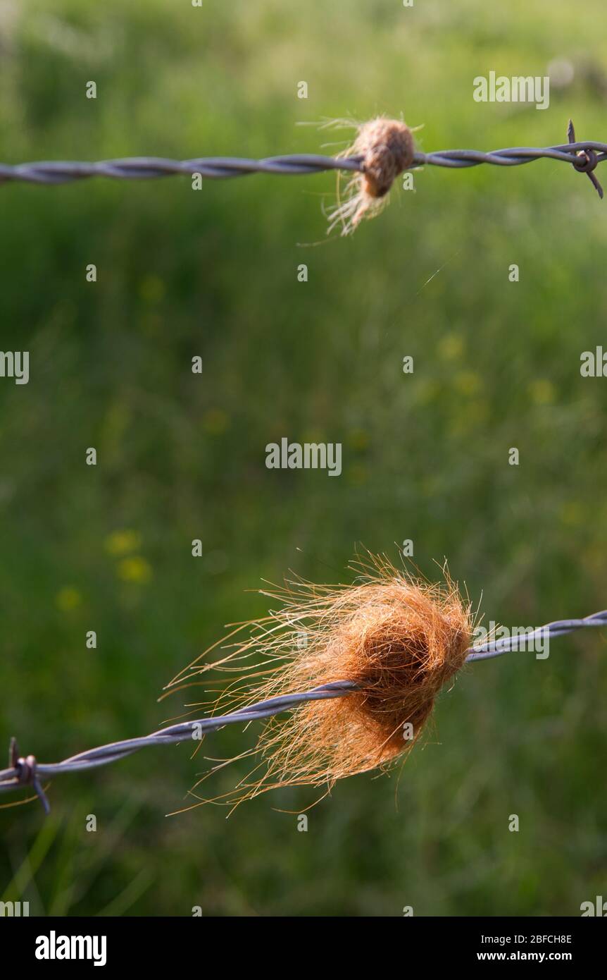 Tierhaare auf Widerhaken von Stacheldrahtzaun weht gefangen Im Wind auf dem Bauernhof auf dem Land Seite mit Grünes Gras im Hintergrund im Sommer Stockfoto