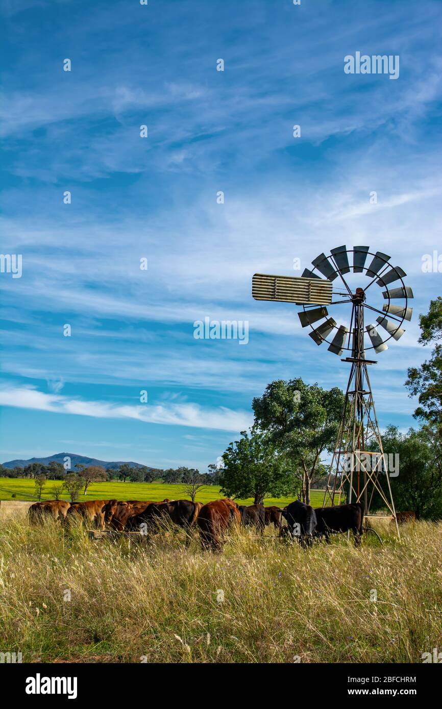 Eine Gruppe junger Mischvieh rund um den Wassertrog, NSW Australien. Stockfoto