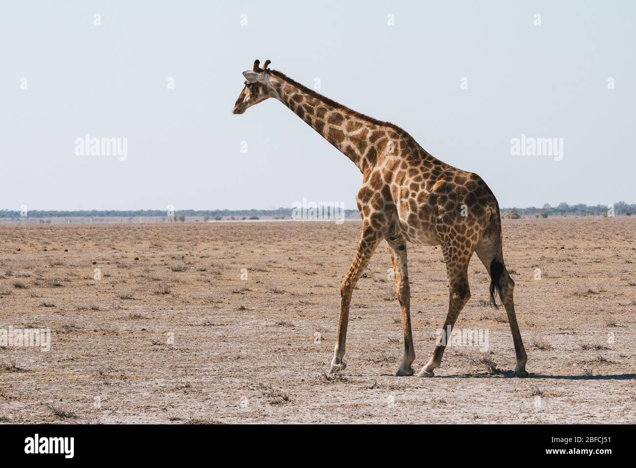 Weibliche angolanische Giraffe, die in trockener, arider Ebene des Etosha Pan Nationalparks, Namibia, Afrika, unterwegs ist Stockfoto