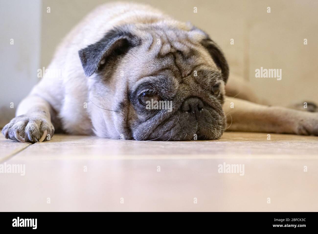 Fauler und schläfriger Mops-Hund, der auf dem Boden liegt. Kopierbereich. Stockfoto