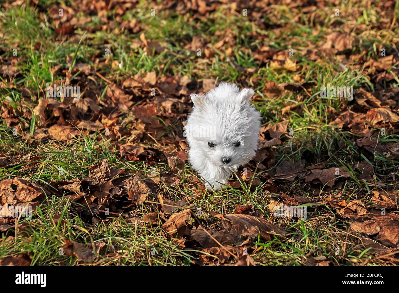 Der kleine malteser läuft auf einer Wiese mit Herbstlaub Stockfoto