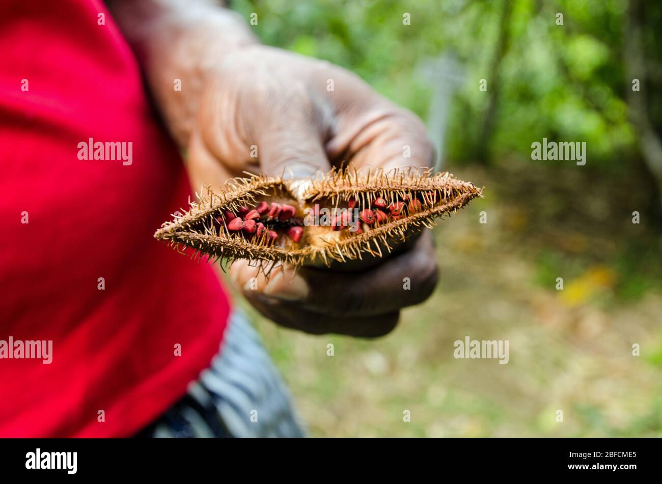 Nahaufnahme von roten Samen in einer Roucou-Kapsel, die von einem Mann in einem roten T-Shirt gehalten wird. Der Bixa Orellana oder Achiote Strauch wächst in ganz Südamerika und producte Stockfoto