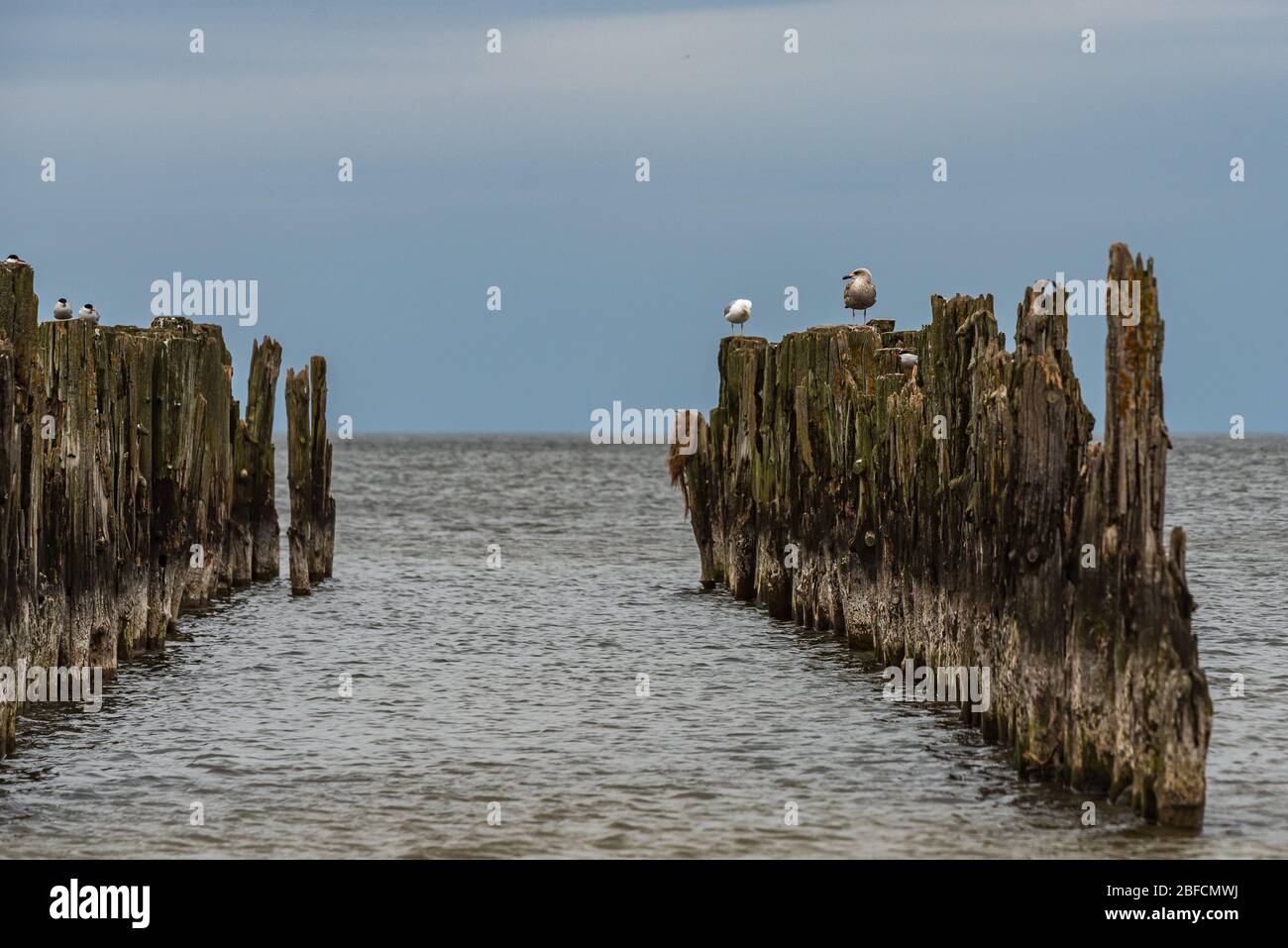 Alte Bootsliegeplätze an den Ufern der Ostsee und Seevögel, die darauf sitzen, als historisches Zeugnis der vergangenen Fischerei Stockfoto