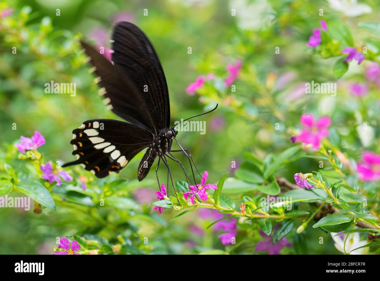Gemeiner Mormon - Papilio polytes, schöner großer schwarzer Schmetterling aus südostasiatischen Wiesen und Wäldern, Malaysia. Stockfoto