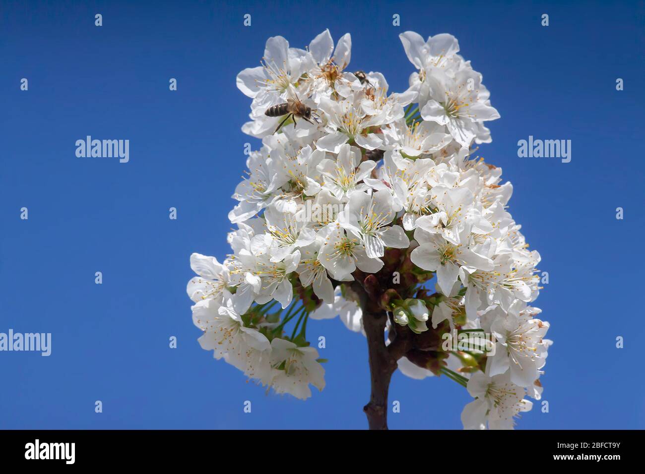 Foto einer Biene landete auf einem vollen Bündel von Kirschblüten auf Ast auf Deep Blue Sky Hintergrund Stockfoto