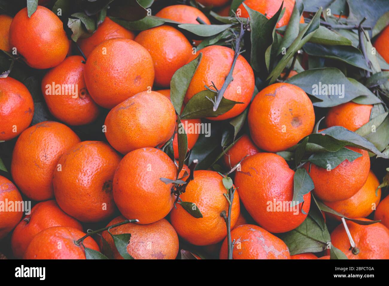 Kum-Quat-Frucht, die in der vietnamesischen Kultur als Glücksfrucht gilt und speziell während des Tet Holiday (vietnamesisches Neujahr) zubereitet wird Stockfoto