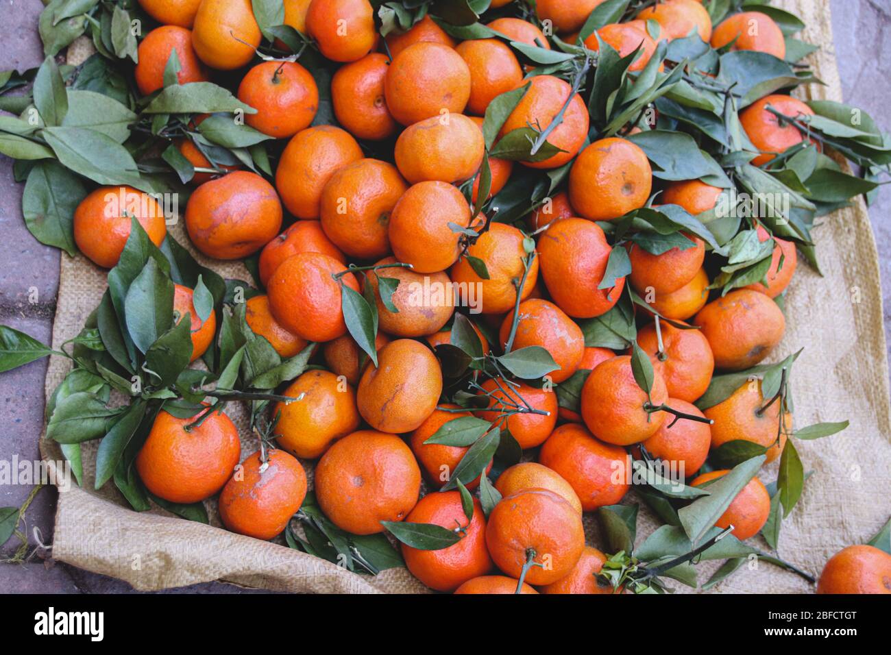 Kum-Quat-Frucht, die in der vietnamesischen Kultur als Glücksfrucht gilt und speziell während des Tet Holiday (vietnamesisches Neujahr) zubereitet wird Stockfoto