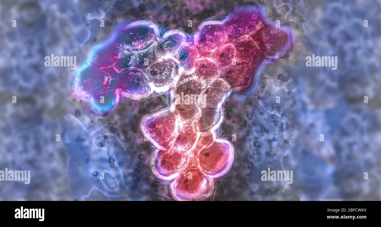 Antikörper SARS COV-2 Immunantwort, Immuntherapie-Konzept mit Immunglobulinen, antivirale Reaktion Antikörper Covid-19 Stockfoto