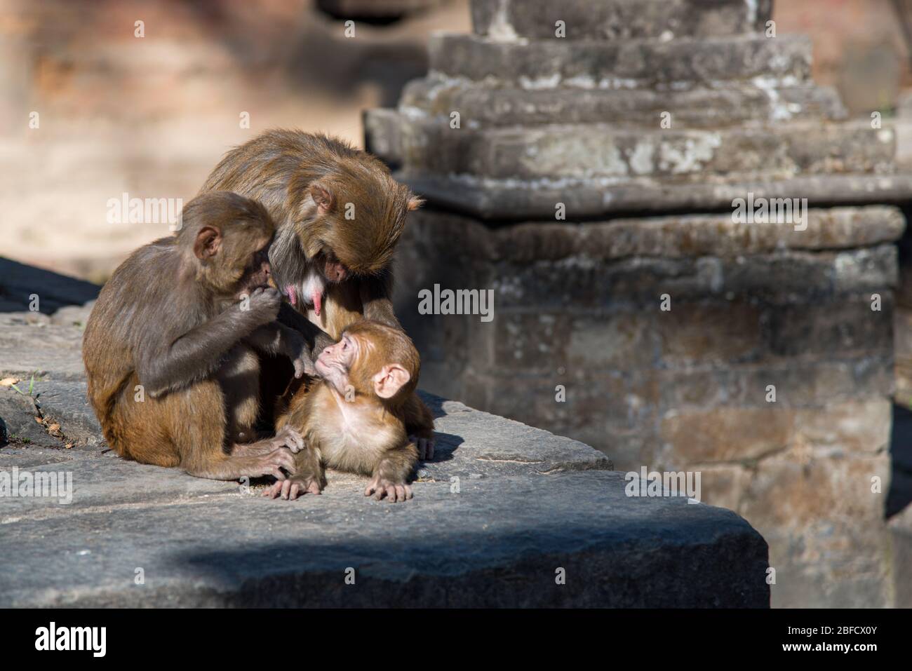 Affenfamilie hält ein Baby in einem heiligen Tempel in Nepal Stockfoto