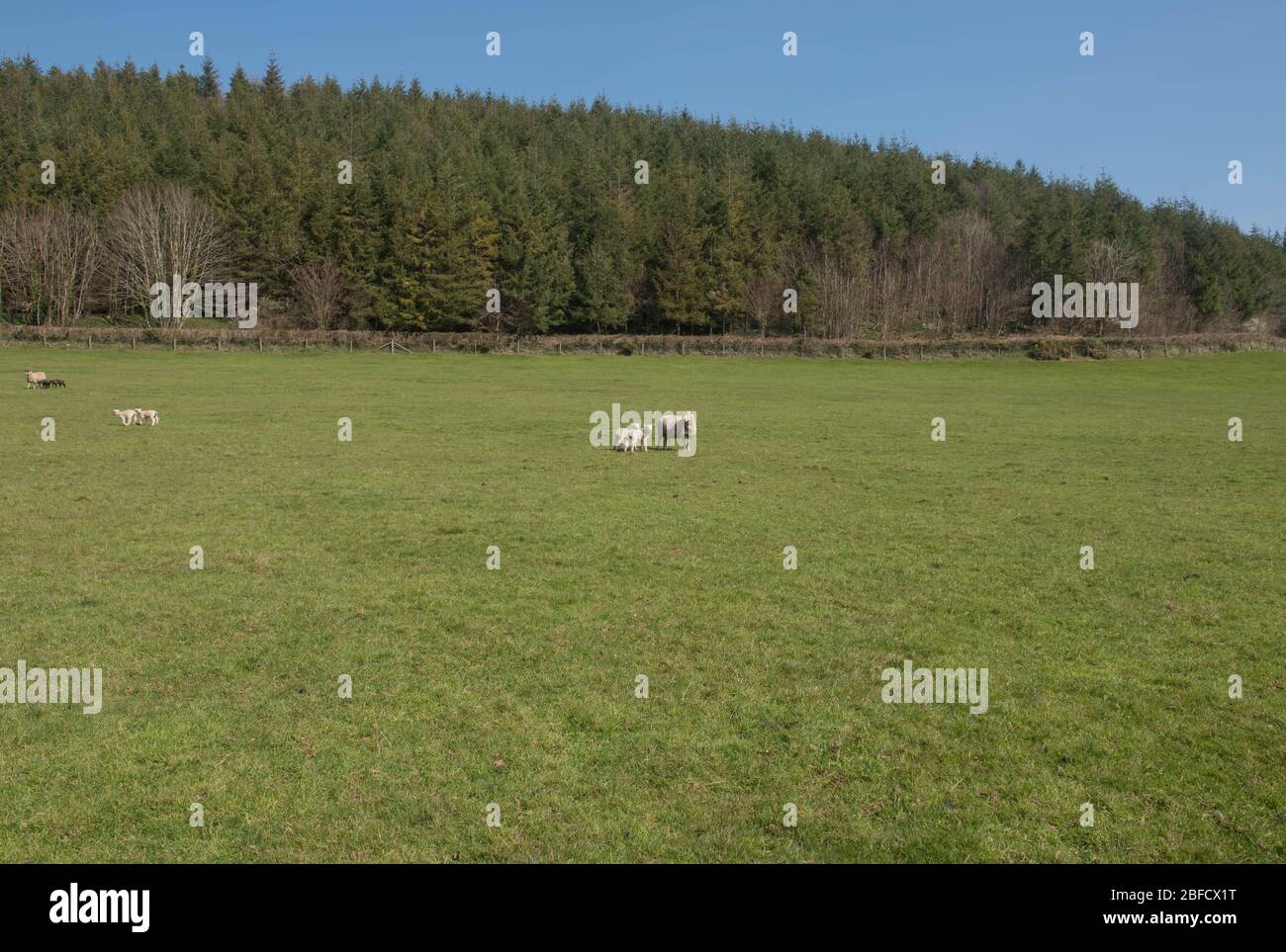 Junge Frühlingslämmer in einem Feld mit ihren Müttern in Rural Devon, England, Großbritannien Stockfoto