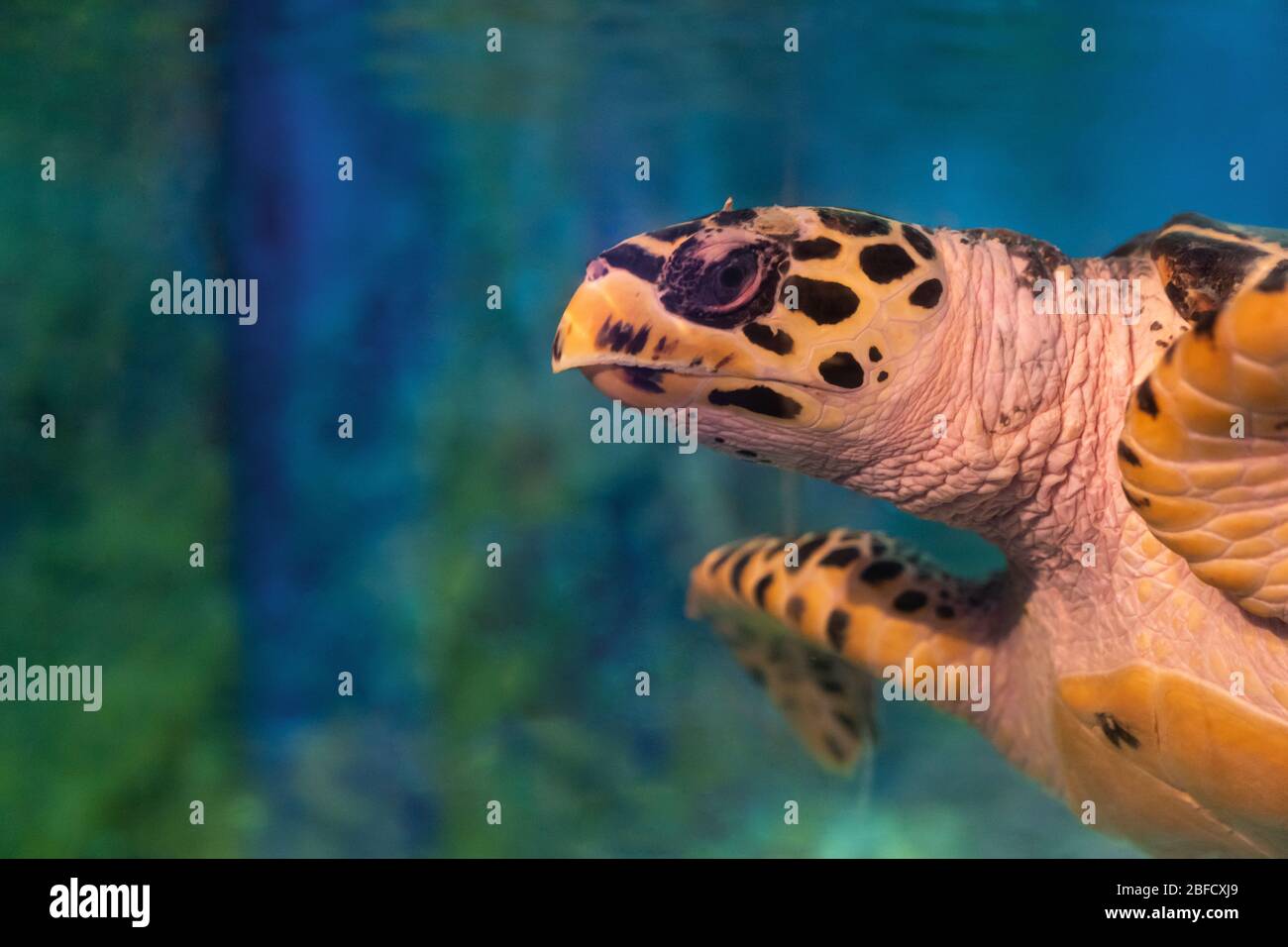 Nahaufnahme. Big Head Meeresschildkröte unter Wasser. Stockfoto