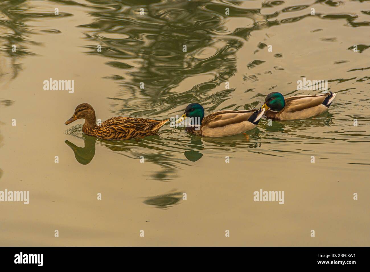 Drei Enten in einer Reihe schwimmen in einem Teich Stockfoto