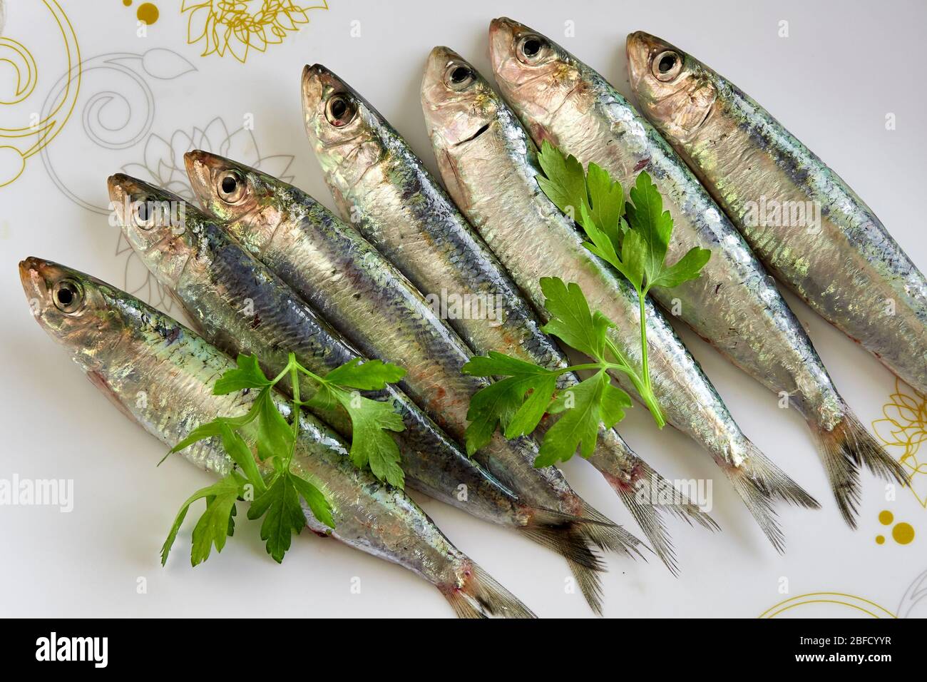 Tablett mit frischen Sardinen, mit Petersilie verziert Stockfoto