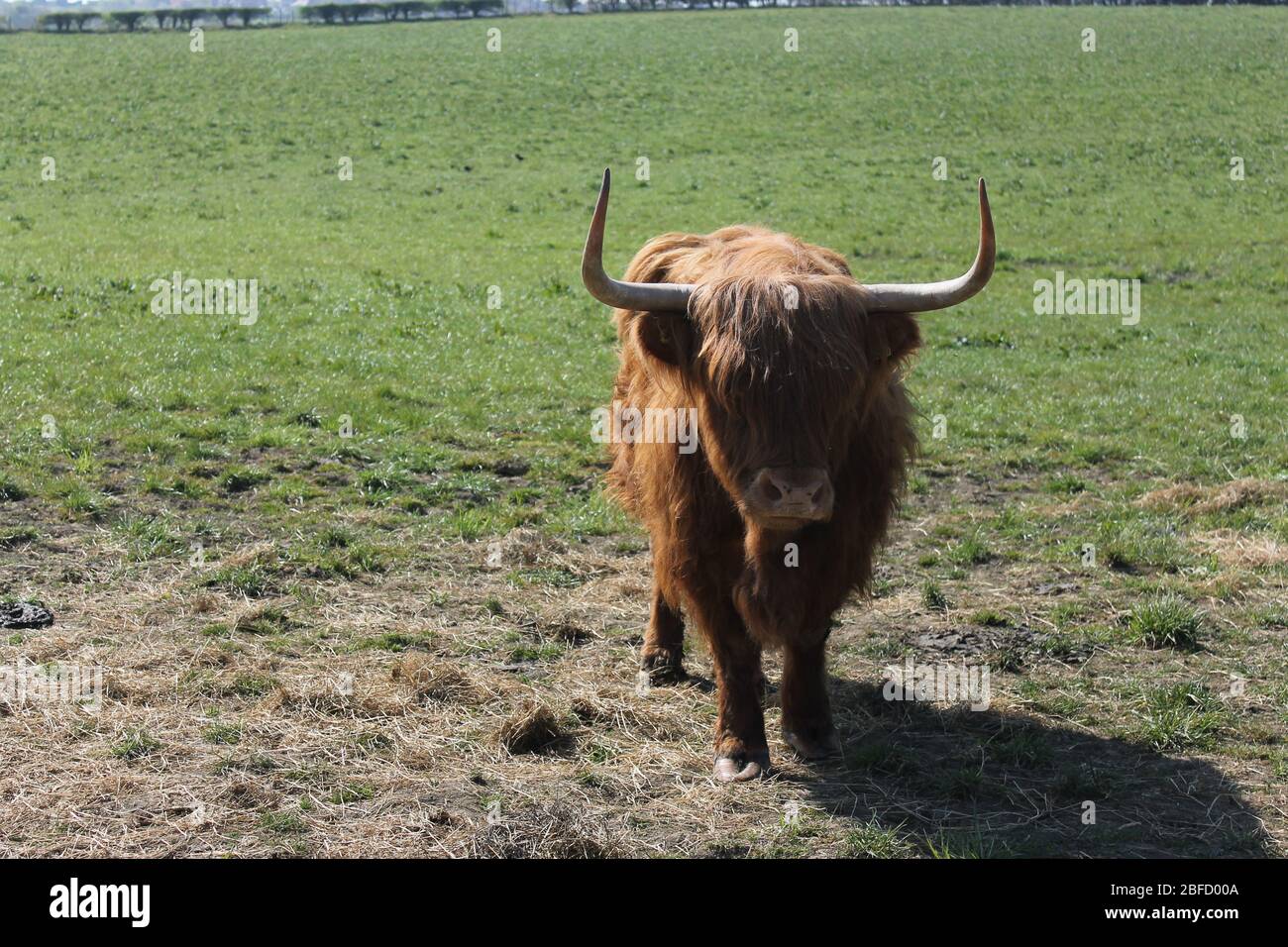 Tiere in Felder Garten von England Stockfoto