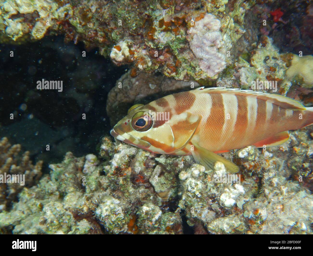 Korallenriff Fische im Ras Muhammad National Park Stockfoto