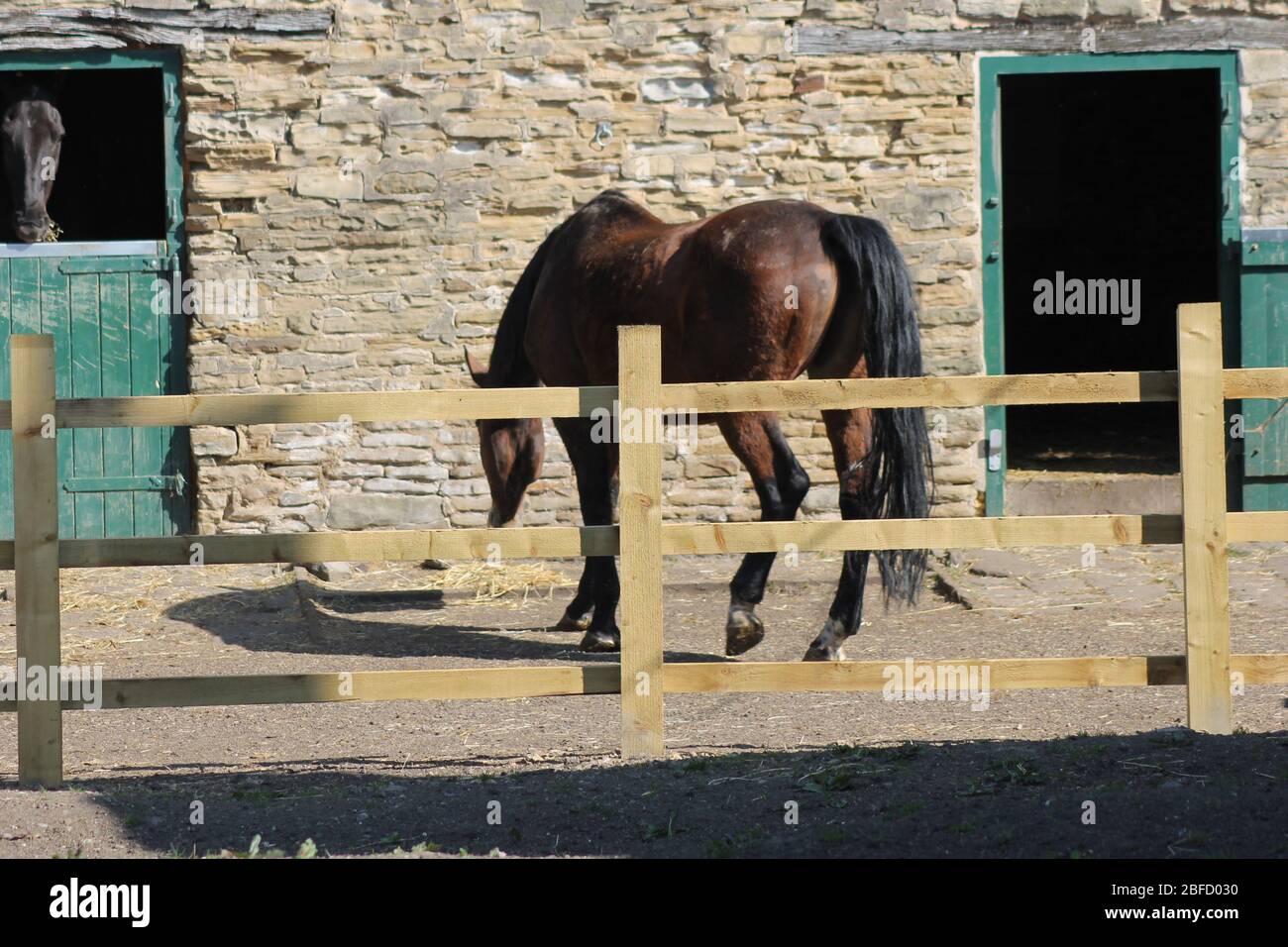 Tiere in Felder Garten von England Stockfoto