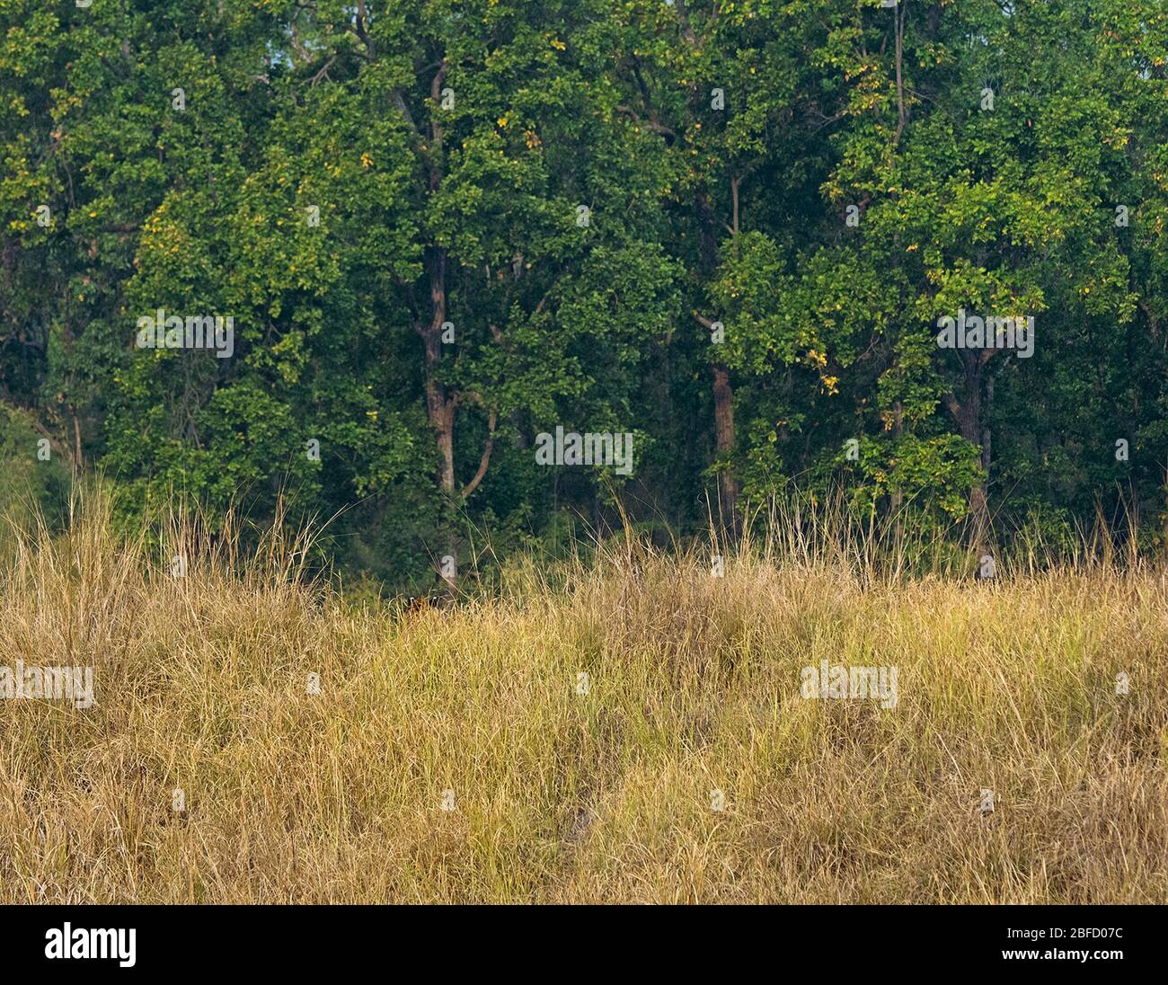 Ein Blick vom Tigerohr aus dem Grasland des Bandhavgarh National Park, Madhya Pradesh, Indien Stockfoto