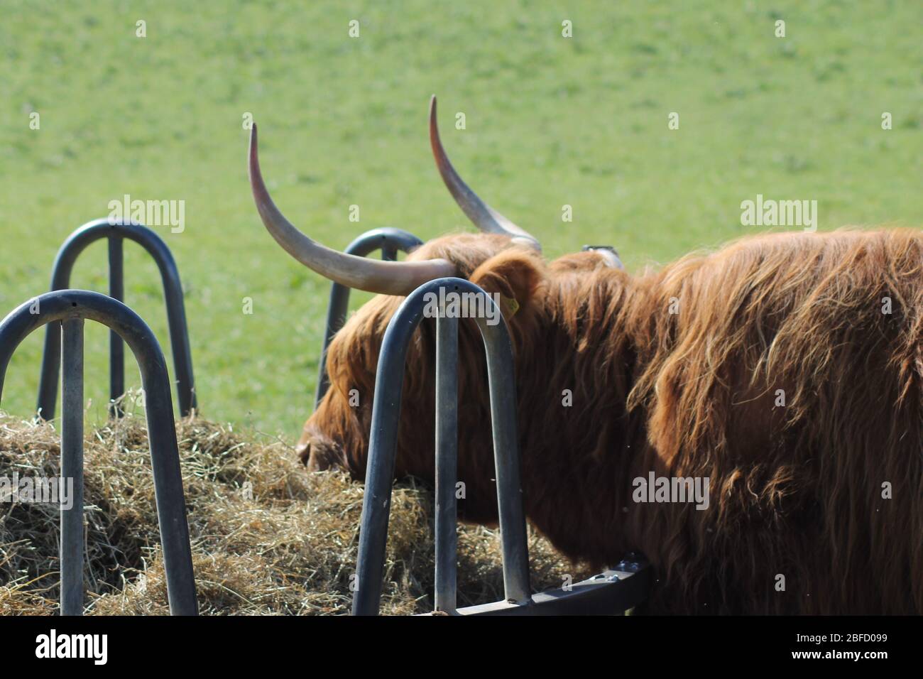 Tiere in Felder Garten von England Stockfoto