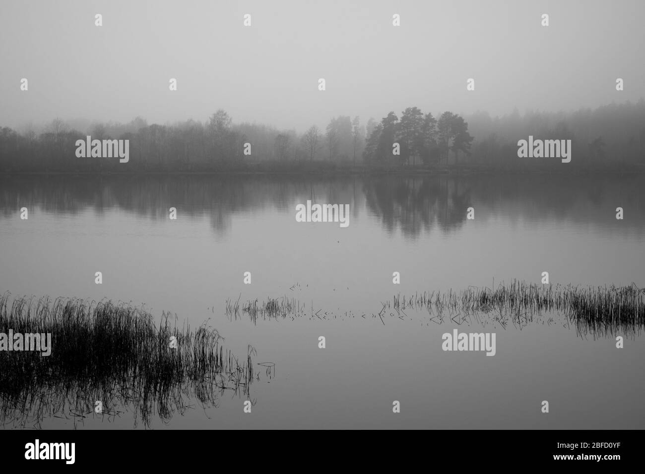 Eine schwarz-weiße Szene an einem Fluss an einem grauen nebligen Tag mit trockenem Schilf im Vordergrund und einem anderen Ufer, das im Nebel verschwindet Stockfoto