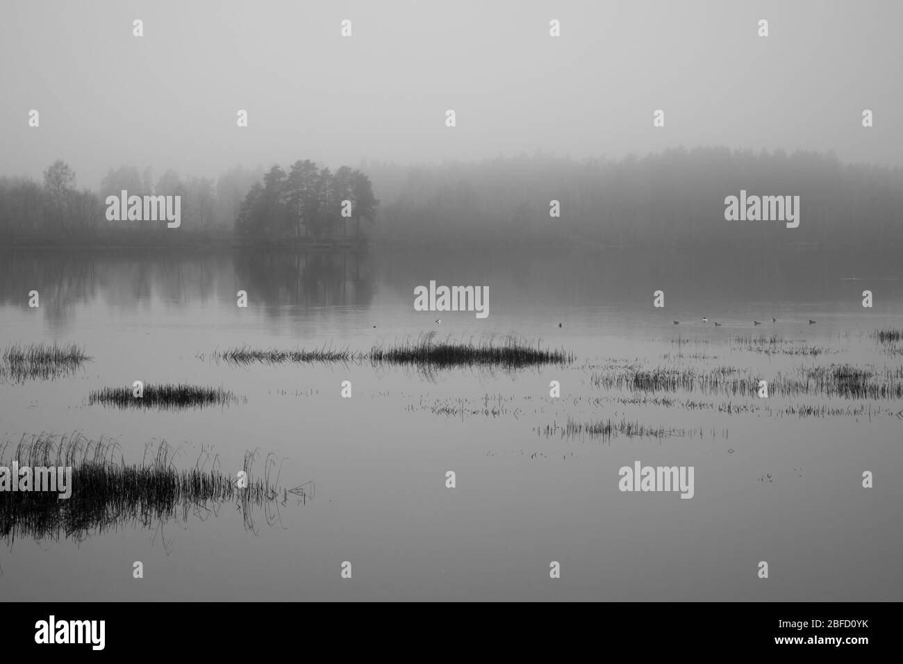 Eine schwarz-weiße Szene an einem Fluss an einem grauen nebligen Tag mit trockenem Schilf im Vordergrund und einem anderen Ufer, das im Nebel verschwindet Stockfoto