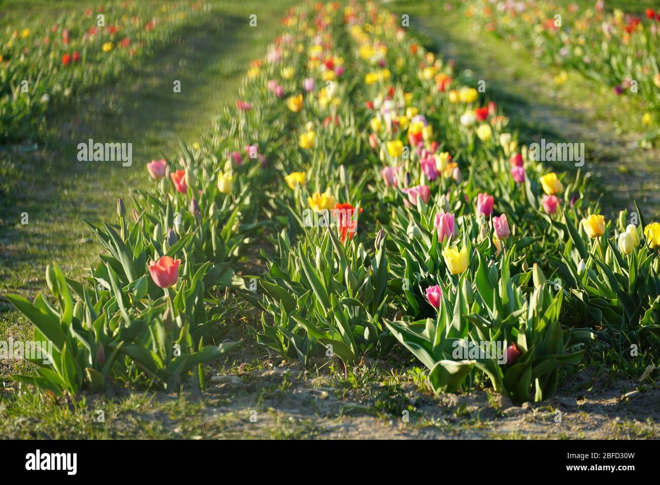 Kleines privates Tulpenfeld in Blüte mit verschiedenen Hybriden von Tulpen für Self-Service, self-Schneiden von Blumen. Pfade im Feld erleichtern den Zugang zu Stockfoto