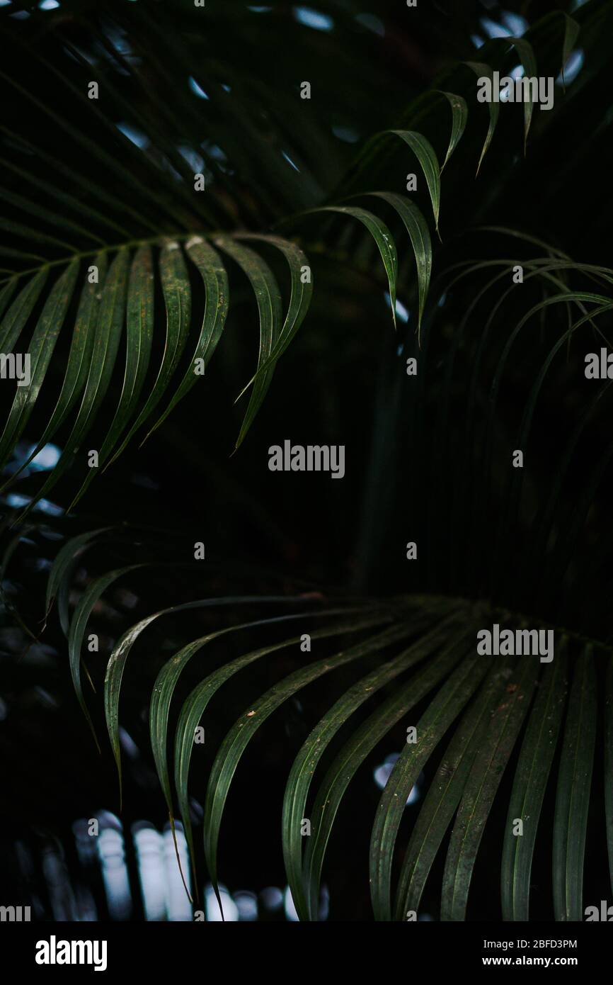 Nahaufnahme von grünen Palmenblättern mit dunklen verwackelten Waldhintergrund Stockfoto