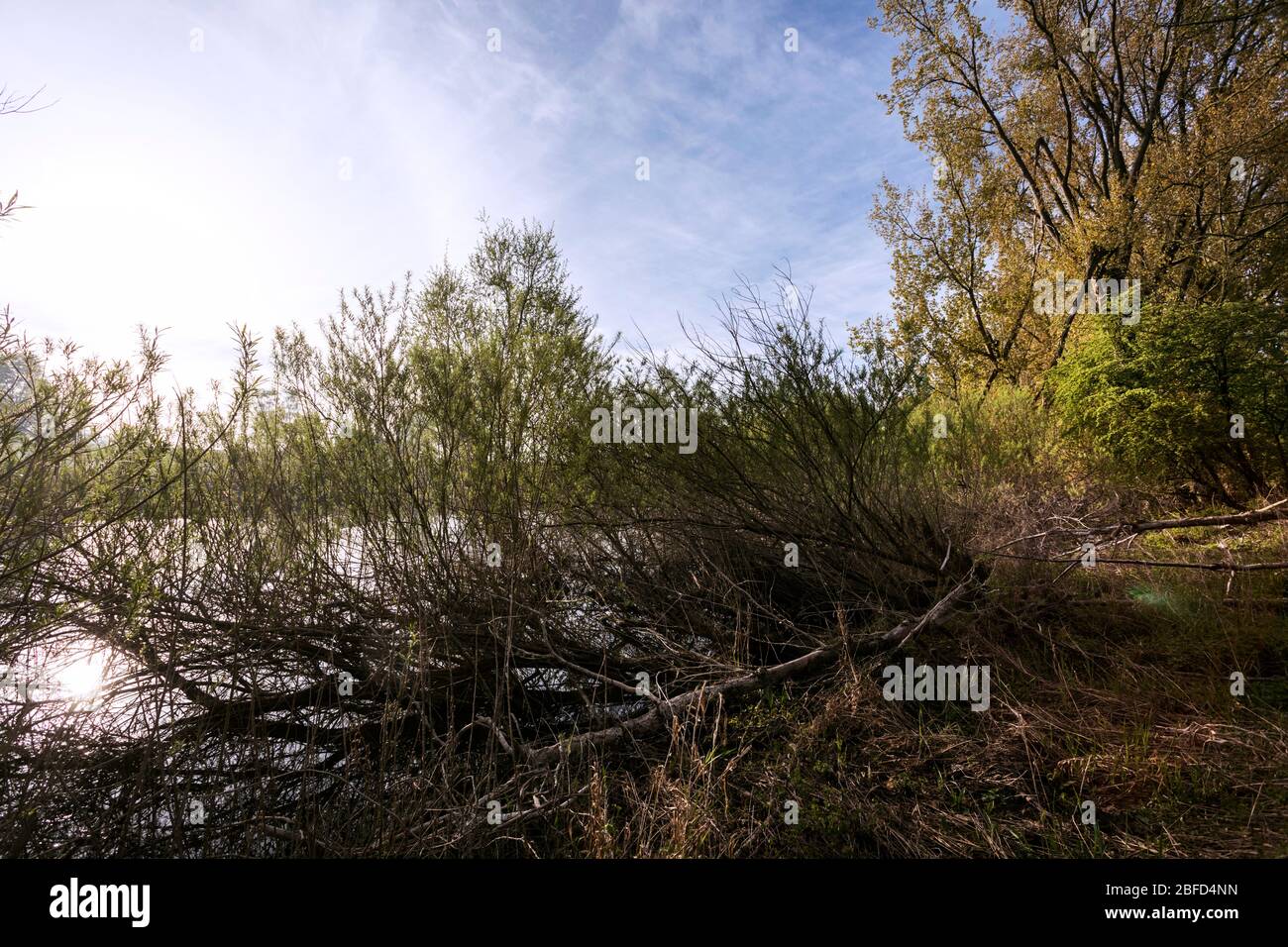 Naturschutzgebiet in Rees am Niederrhein, unberührte Natur am Ufer des