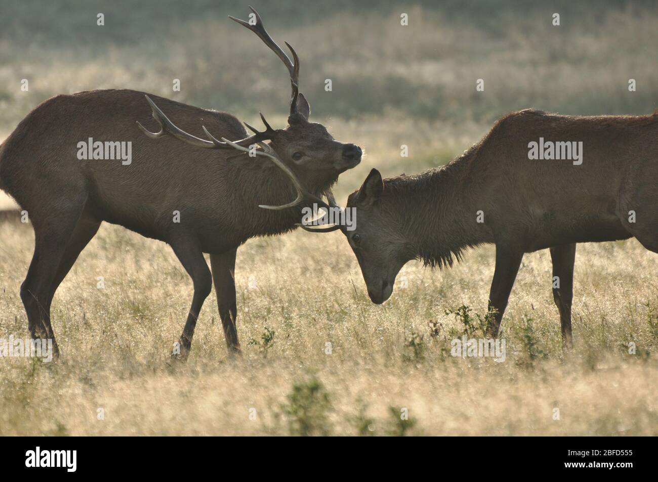 Rothirsch Cervus elaphus in Herbstfarben Stockfoto