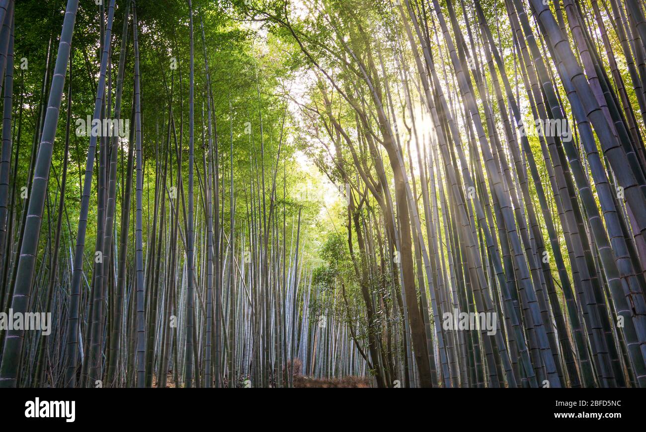 Arashiyama Bamboo Grove ist die Hauptattraktion, inmitten dieser aufragenden Bambusstiele zu stehen, ist wie in einer anderen Welt zu sein. Es ist das atemberaubendste na Stockfoto